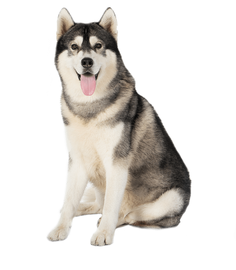 Dog with Bone